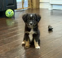 Black Tri 1, a male Toy Australian Shepherd for sale in Greencastle, IN – 1 of 10