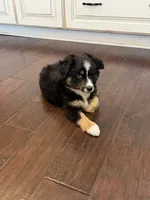 Lucy, a female Miniature Australian Shepherd for sale in Greencastle, IN – 5 of 10