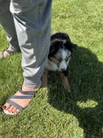 Molly, a female Miniature Australian Shepherd for sale in Greencastle, IN – 8 of 10