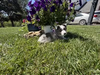 Gus, a male Toy Australian Shepherd for sale in Greencastle, IN – 10 of 10
