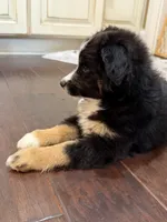 Lucy, a female Miniature Australian Shepherd for sale in Greencastle, IN – 8 of 10