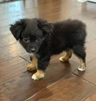 Black Tri 2, a male Toy Australian Shepherd for sale in Greencastle, IN – 8 of 10