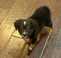 Black Tri 1, a male Toy Australian Shepherd for sale in Greencastle, IN – 5 of 10