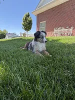 Molly, a female Miniature Australian Shepherd for sale in Greencastle, IN – 5 of 10