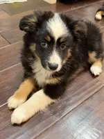 Gizmo, a male Miniature Australian Shepherd for sale in Greencastle, IN – 3 of 10