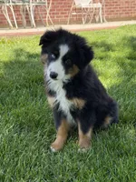 Marco, a male Miniature Australian Shepherd for sale in Greencastle, IN – 3 of 10