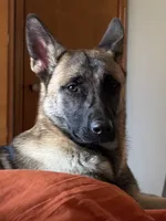 Nova, a female Belgian Malinois and German Shepherd Dog for sale in Greencastle, IN – 1 of 3