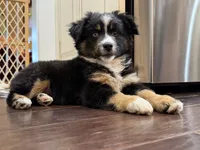 Lucy, a female Miniature Australian Shepherd for sale in Greencastle, IN – 3 of 10