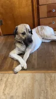 Brodie, a male Anatolian Shepherd Dog for sale in Greencastle, IN – 2 of 3