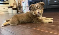 Nola, a female Miniature Australian Shepherd for sale in Greencastle, IN – 3 of 10