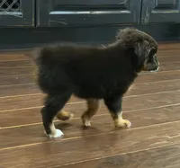 Black Tri 1, a male Toy Australian Shepherd for sale in Greencastle, IN – 4 of 10