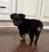 Black Tri 2, a male Toy Australian Shepherd for sale in Greencastle, IN – 10 of 10