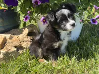 Itsy Bitsy, a female Toy Australian Shepherd for sale in Greencastle, IN – 8 of 10