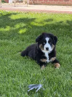 Marco, a male Miniature Australian Shepherd for sale in Greencastle, IN – 2 of 10