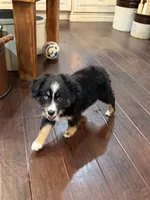 Lucy, a female Miniature Australian Shepherd for sale in Greencastle, IN – 7 of 10