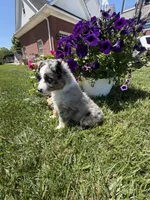 Gus, a male Toy Australian Shepherd for sale in Greencastle, IN – 9 of 10