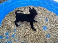 Eva, a female Belgian Malinois for sale in Venus, FL – 8 of 9