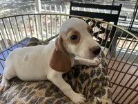 Charlie , a male Beagle for sale in Venus, FL – 3 of 7