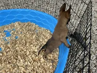 Mickey , a male Belgian Malinois for sale in Venus, FL – 5 of 10