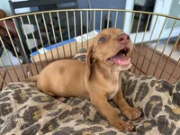 Freddy, a male Miniature Dachshund for sale in Venus, FL – 3 of 10