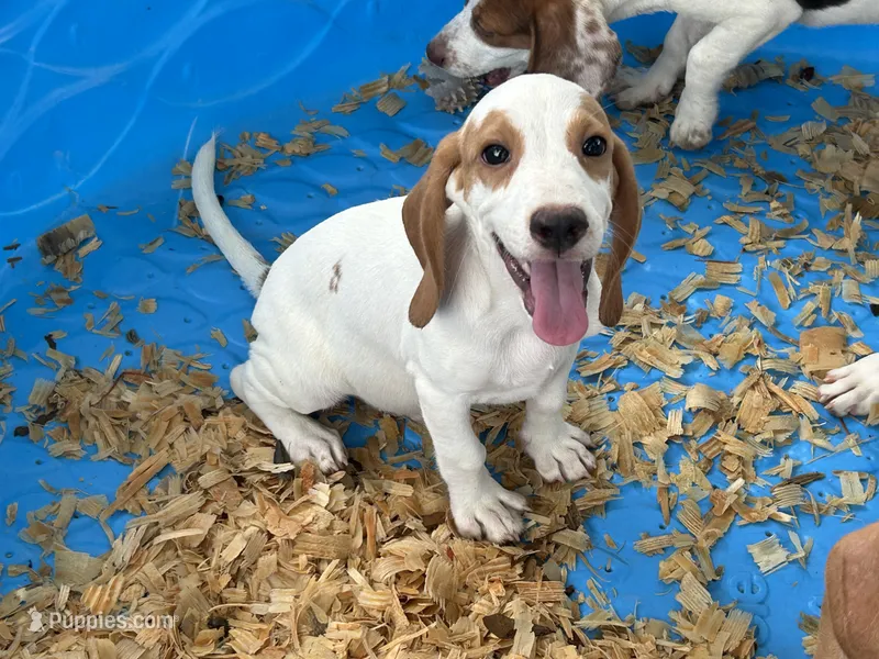 Charlie  – Beagle puppy for sale in Venus, FL