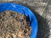 Ronnie, a male Belgian Malinois for sale in Venus, FL – 3 of 4