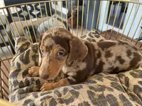 Baby, a female Miniature Dachshund for sale in Venus, FL – 2 of 9