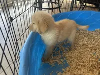 Simba, a male Golden Retriever for sale in Venus, FL – Photo 2 of 5