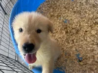 Simba, a male Golden Retriever for sale in Venus, FL – Photo 3 of 5