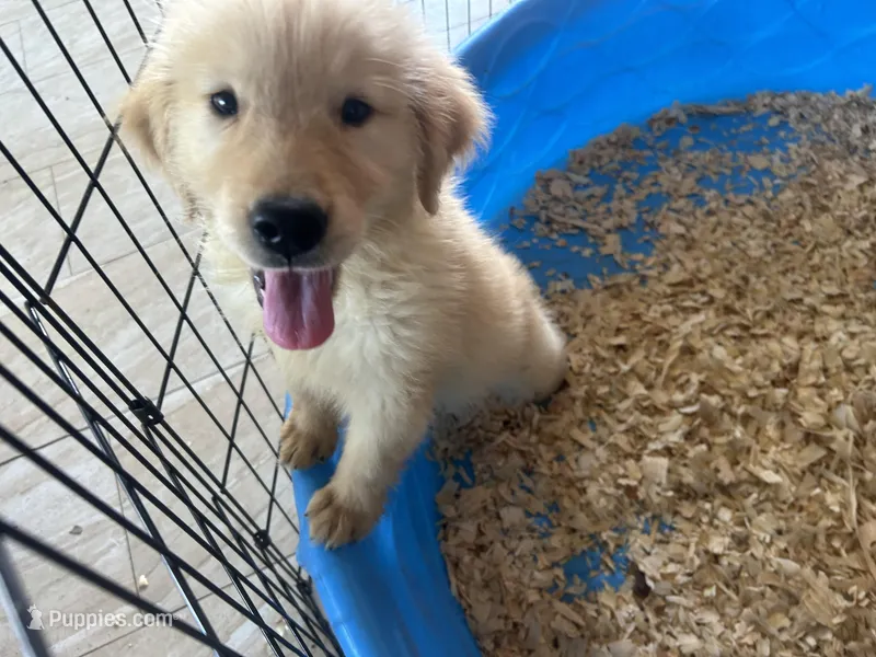 Simba, a male Golden Retriever for sale in Venus, FL – Photo 1 of 5