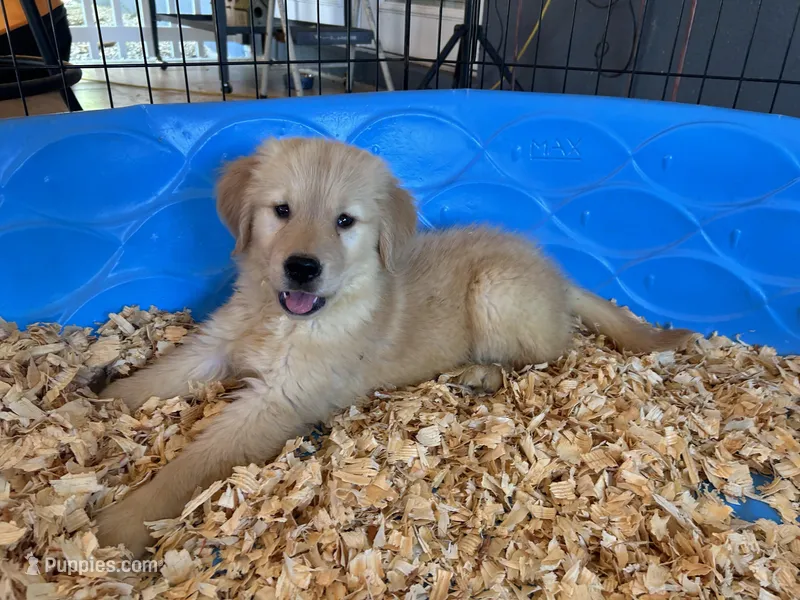 Simba – Golden Retriever puppy for sale in Venus, FL