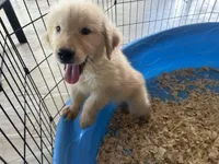 Simba, a male Golden Retriever for sale in Venus, FL – Photo 5 of 5