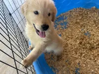 Simba, a male Golden Retriever for sale in Venus, FL – Photo 4 of 5