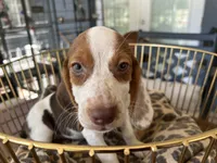 Lucy, a female Beagle for sale in Venus, FL – 3 of 10