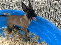 Ronnie, a male Belgian Malinois for sale in Venus, FL – 3 of 10