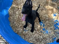 Onyx, a male Belgian Malinois for sale in Venus, FL – 5 of 10