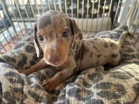 Hershey , a female Miniature Dachshund for sale in Venus, FL – 10 of 10