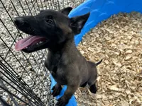 Drako, a male Belgian Malinois for sale in Venus, FL – 4 of 10