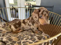 Baby, a female Miniature Dachshund for sale in Venus, FL – 5 of 9
