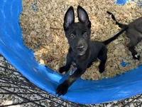 Onyx, a male Belgian Malinois for sale in Venus, FL – 2 of 10
