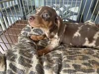 Marvin , a male Miniature Dachshund for sale in Venus, FL – 4 of 10