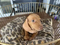 Buzz, a male Miniature Dachshund for sale in Venus, FL – 7 of 8