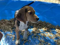 Snoopy, a male Beagle for sale in Venus, FL – 5 of 9