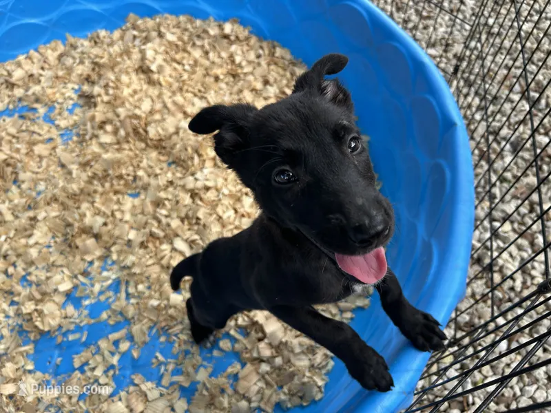 Xena – Belgian Malinois puppy for sale in Venus, FL