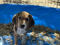 Snoopy, a male Beagle for sale in Venus, FL – 7 of 9