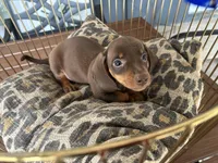 Calvin, a male Miniature Dachshund for sale in Venus, FL – 7 of 9