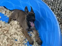 Roly, a male Belgian Malinois for sale in Venus, FL – 5 of 9