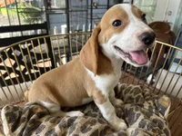 Rambo, a male Beagle for sale in Venus, FL – 6 of 10