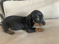 Blacky, a female Miniature Dachshund for sale in Venus, FL – Photo 2 of 6