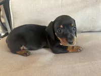 Blacky, a female Miniature Dachshund for sale in Venus, FL – Photo 4 of 6